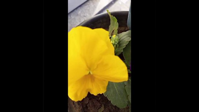 #pansy ya butterfly# смотреть онлайн