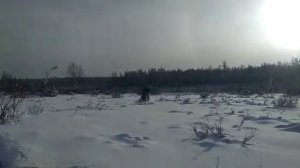 Бурлак hunter M pro по пухляку