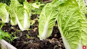 Что можно ПОСАДИТЬ на грядке ПОСЛЕ уборки ОЗИМОГО ЧЕСНОКА в июле? ДВА УРОЖАЯ за сезон- это реально!