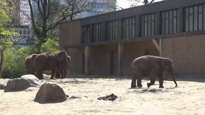 Berliner Zoo // Berlin Zoo