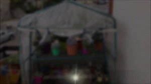 CRASSULA COTYLEDONIS DUBIA + TIPS DE INVIERNO