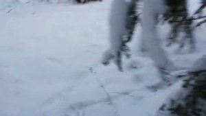 Приполярный Урал. Ходовая охота. Глухарь.