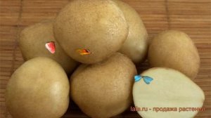Картофель семенной Голубизна ? обзор: как сажать семенной картофель Голубизна