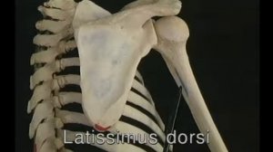 Видеоатлас анатомии человека. Плечевой пояс. rus. (Acland's Video Atlas)