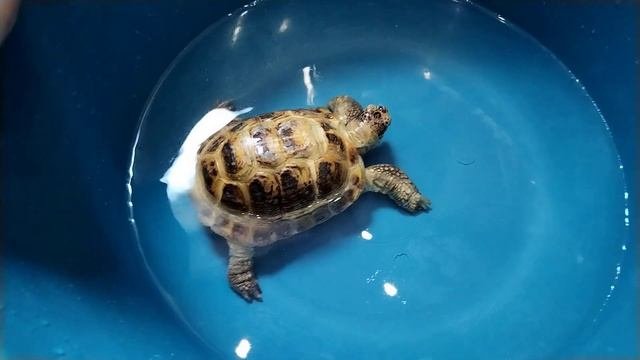 водные процедуры#черепахи #купание #animals #домашниепитомцы