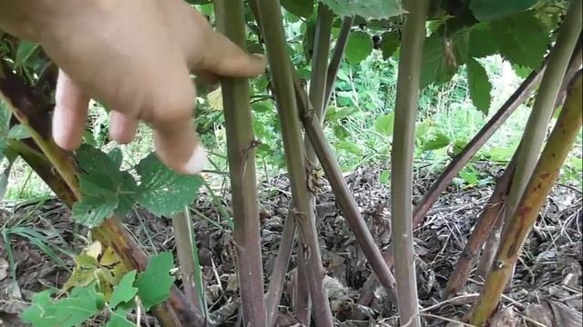 Летняя обрезка ежевики - показываю на конкретном примере. Как это делаю я