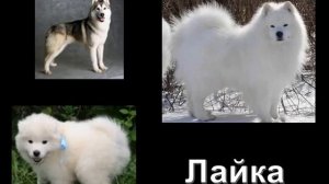 Презентация к классному часу в 6 - 7 классе: "Наши пушистые друзья. Собаки"