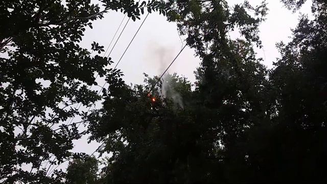 Electrical line starts fire on tree limb. смотреть онлайн