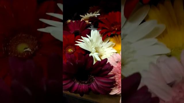 Gorgeous Gerberas at Gillespie Florists