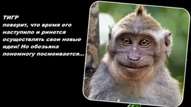 Год обезьяны. Что ждет нас в год обезьяны. Предсказания для всех знаков зодиака.