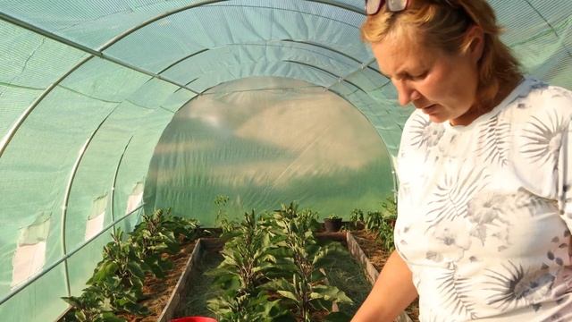 2 гектара | Обзор парника | глухая деревня в Эстонии смотреть онлайн