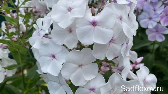 Белый флокс Забытый Романс, селекции Е.А. Константиновой