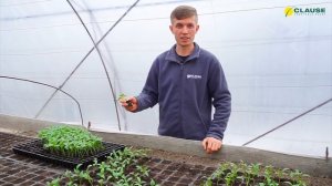 ПИКИРУЕМ СЛАДКИЙ ПЕРЕЦ | ПИКИРУЕМ ГЕРКУЛЕС F1 И КАРИСМА F1