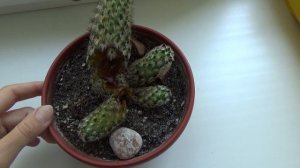 Трагедия на подоконнике! Что будет если залить кактус?