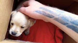 КАК УСПОКОИТЬ ЩЕНКА? И УЛОЖИТЬ ЕГО - СПАТЬ? 🐶❤ ЛАЙФХАК!