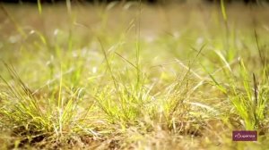 Верховая езда с экипировкой от FOUGANZA (Конный спорт и амуниция для лошади) | Дектлон