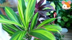 ?Мои Цветочные Новинки за Лето ??