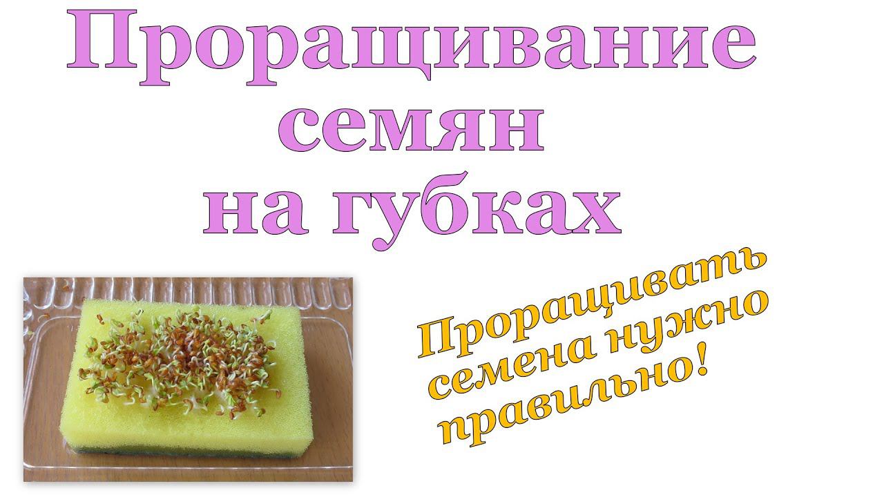 Проращивайте СЕМЕНА ПРАВИЛЬНО // Проращивание на губках