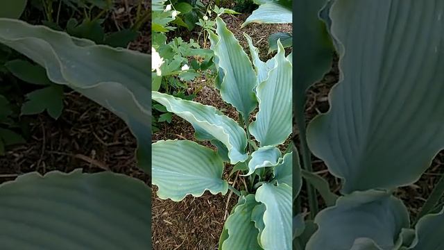 Хоста Нептун (июль) смотреть онлайн