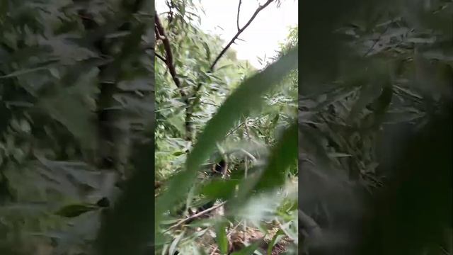 Обрезка деревьев у пруда