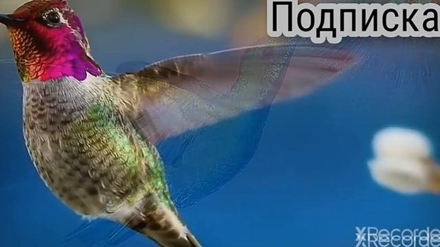 [ОЧЕНЬ Интересные ФАКТЫ] о КОЛИБРИ!=)