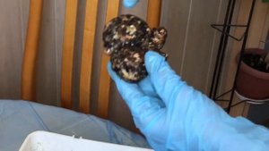 Посадка Цветов. Пересадка Комнатных Растений