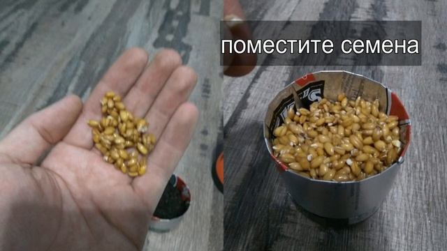 Ростки пшеницы, отличное украшение для дома и офиса