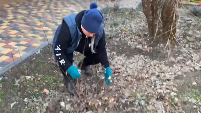 ОБРЕЗКА ГОРТЕНЗИЙ ВЕСНОЙ смотреть онлайн