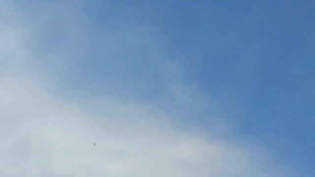 Голуби Турецкая Такла. г. Канск, Красноярский край. 10.07.2022. смотреть онлайн