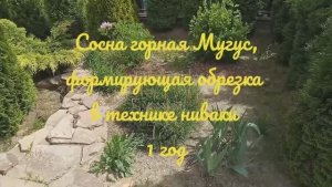 Ниваки из сосны, обрезка 1-го года