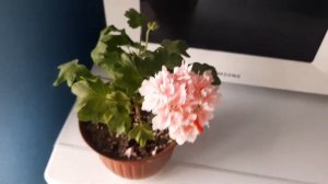 Godshill пеларгония стеллар