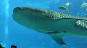 Whale Shark in Ocean Kingdom, ZhuHai City, China