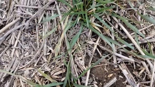 Выращивание оз.пшеницы. No-till 18.02.2020. Немного ни о чём)))