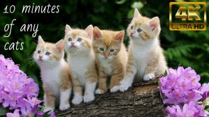 Умиляющие Котята В 4К Ультра HD Релакс Музыка