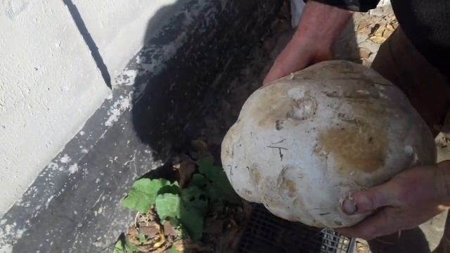 Нашел Огромный БЕЛЫЙ ГРИБ - Вы ОПУПЕЕТЕ ! смотреть онлайн