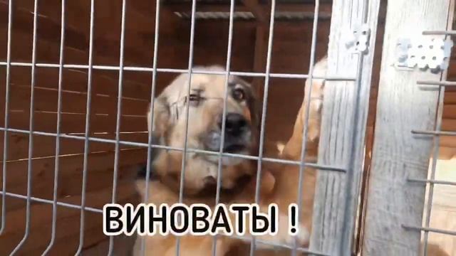 SOS! Заказ корма на 123987 собрано всего 53000