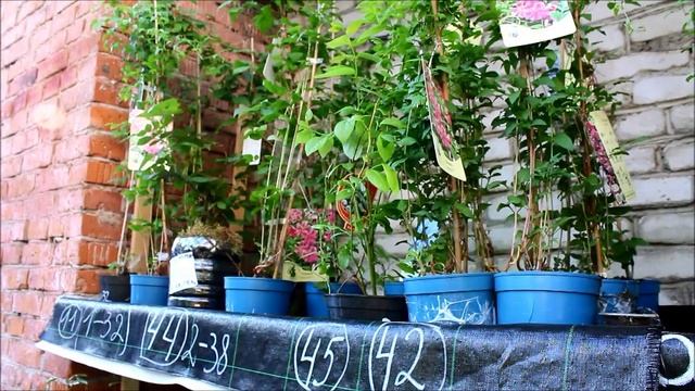 Площадка для продажи растений