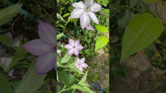 Клематис Утопия #garden #clematis