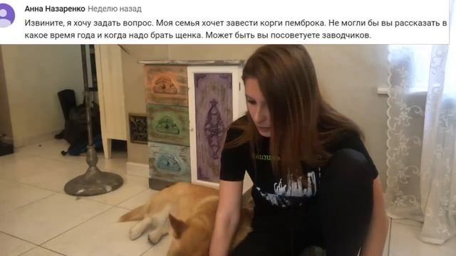 Пожалела, что завела КОРГИ / Стыдно за Таффи/ Нужен кинолог/ Q&A