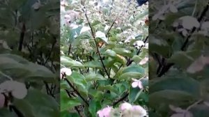 ГОРТЕНЗИЯ КИУШУ. ОСОБЕННОСТИ ВЫРАЩИВАНИЯ.