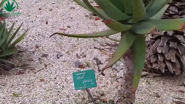 Cactus  Agave Collection Tour 2022   Agave Garden  Cactus Varieties  Beautiful Cactus
