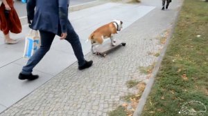 Собака на скейтборде