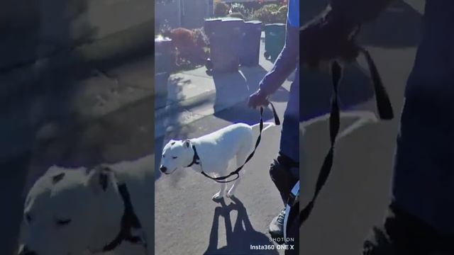 Running pitbull/lab dog on an EUC - Kingsong S18 смотреть онлайн