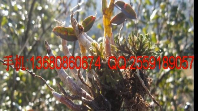 Dendrobium Candidum Wall.ex Lindl. , Dendrobium Officinale K.Kimura Et Migo Manufacturers China