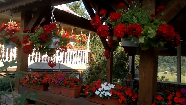 ПЕЛАРГОНИЯ. Цветущие пеларгонии на нашем участке.Обзор