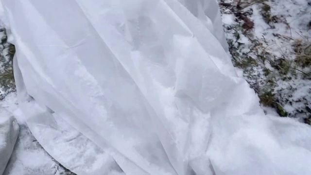 Укладываю розы спать до весны. Укрытие роз на зиму. смотреть онлайн