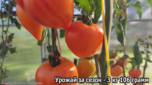 Помидор Заилийский Алатау. Отличный вкус и очень красивый томат! #томаты #помидоры #сорт #сорттомат
