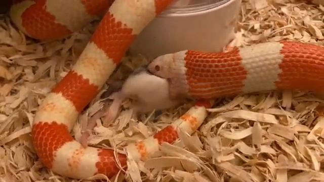 BREEDING ALBINO NELSON MILK SNAKES & MORE !!! смотреть онлайн