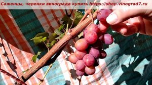 Прививка винограда, сигналки - Огни Днепра. ГФ раннего срока созревания и огненно-красными ягодами.