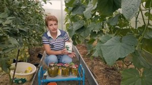 Огурцы в теплице до октября - как продлить плодоношение